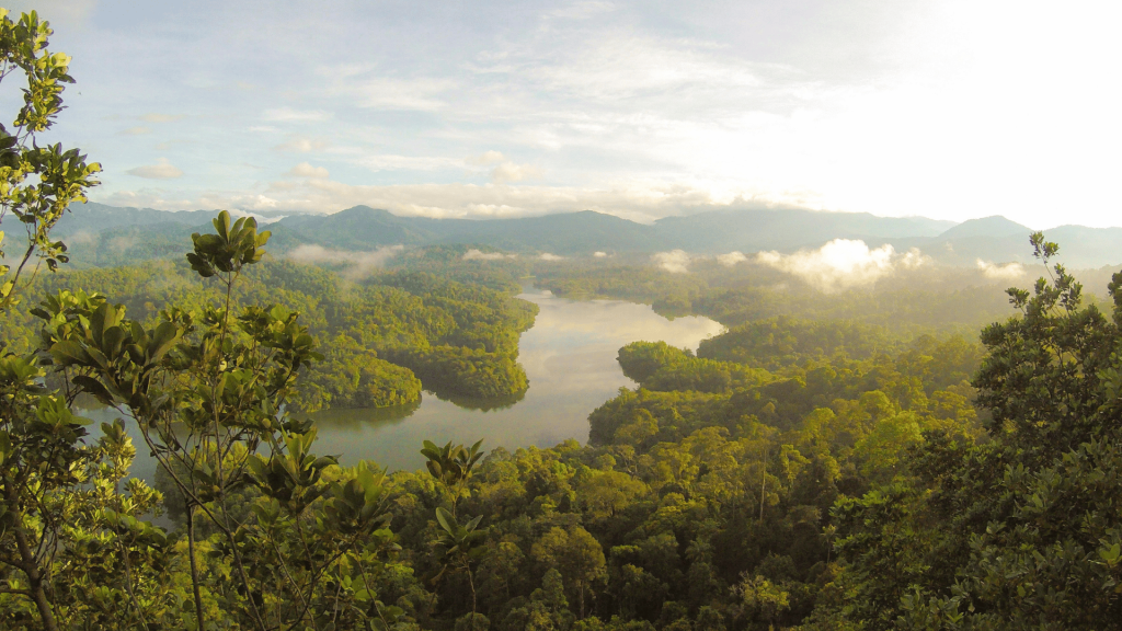 Rain forest in Malaysia National Park